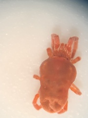 Trombidioidea