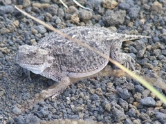 Phrynosoma douglasii