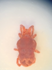 Trombidioidea