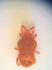 Trombidioidea