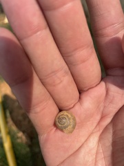 Bradybaena similaris