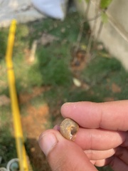 Bradybaena similaris