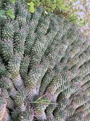 Euphorbia caput-medusae