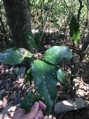 Beilschmiedia erythrophloia