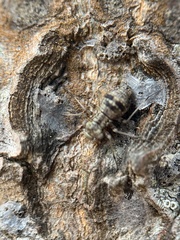 Mesopsocus immunis
