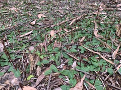 Chiloglottis trapeziformis