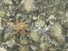 Salticinae