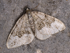 Colostygia aptata