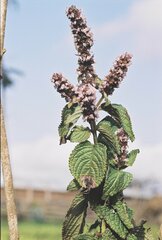 Platostoma rotundifolium