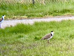 Vanellus miles novaehollandiae