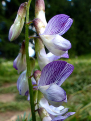 Vicia sylvatica