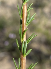 Selago myrtifolia