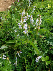 Vicia sylvatica