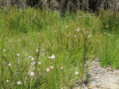 Pimelea ferruginea