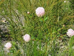 Pimelea ferruginea