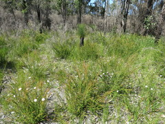 Pimelea ferruginea