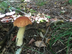 Boletus chippewaensis