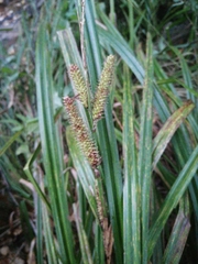 Carex pseudocyperus