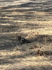 Otospermophilus beecheyi