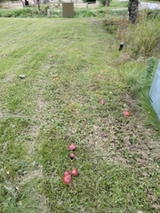 Suillus clintonianus