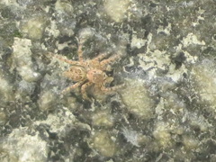 Salticinae