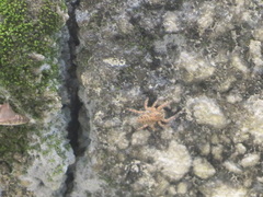 Salticinae
