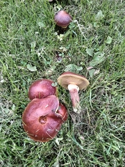 Suillus clintonianus