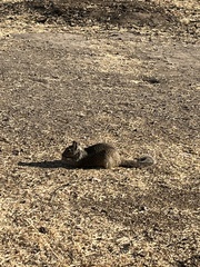 Otospermophilus beecheyi