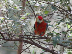 Platycercus icterotis