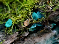 Chlorociboria aeruginascens