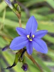 Aristea ecklonii