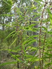 Hakea benthamii