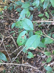 Maesa perlaria formosana