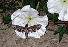 Agrius cingulata