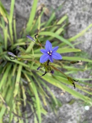 Aristea ecklonii