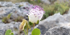 Capparis orientalis