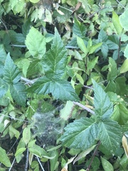 Rubus ursinus