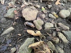 Geothelphusa dehaani