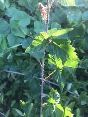 Rubus ursinus