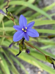 Aristea ecklonii