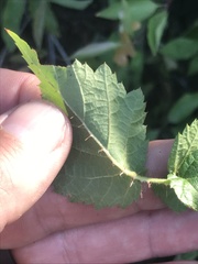 Rubus ursinus