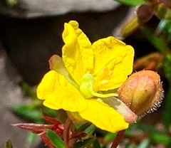 Hibbertia acicularis