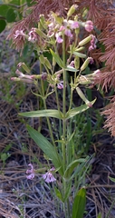 Silene occidentalis