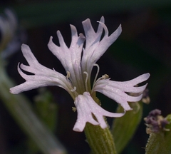 Silene occidentalis