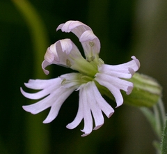 Silene occidentalis