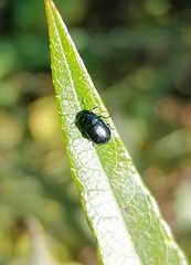 Phratora