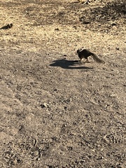 Otospermophilus beecheyi