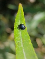 Phratora