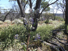 Trichodesma zeylanicum