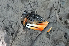 Tubuca coarctata
